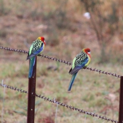 Platycercus eximius (Eastern Rosella) at Wingecarribee Local Government Area - 4 Oct 2018 by JanHartog