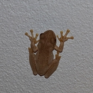 Litoria peronii at Alpine, NSW - 3 Oct 2018 01:07 PM