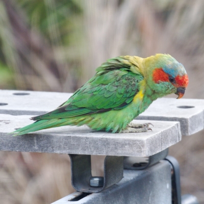 Glossopsitta concinna (Musk Lorikeet) at Kambah, ACT - 12 Feb 2020 by Marthijn