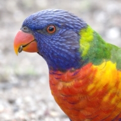 Trichoglossus moluccanus (Rainbow Lorikeet) at Kambah, ACT - 12 Feb 2020 by Marthijn