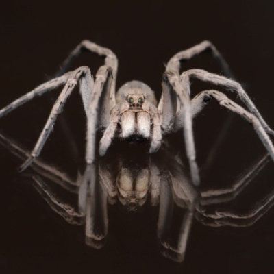 Portacosa cinerea (Grey wolf spider) at Evatt, ACT - 11 Feb 2020 by TimL