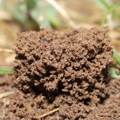 Meranoplus sp. (genus) (Shield Ant) at Evatt, ACT - 10 Feb 2020 by TimL