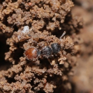 Meranoplus sp. (genus) at Evatt, ACT - 11 Feb 2020