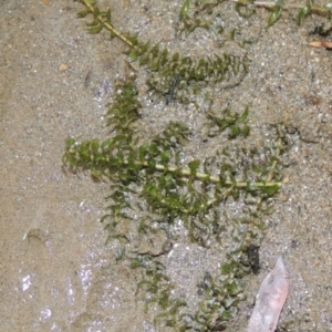 Elodea canadensis at Tennent, ACT - 15 Dec 2019 09:22 PM