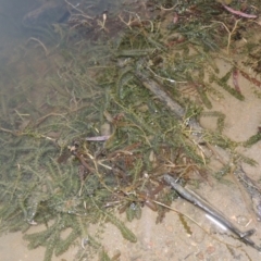 Elodea canadensis at Tennent, ACT - 15 Dec 2019