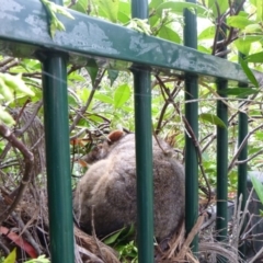 Pseudocheirus peregrinus (Common Ringtail Possum) at Tathra, NSW - 11 Feb 2020 by TathraPreschool