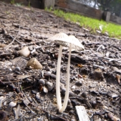 Coprinus sp. (Coprinus) at Tathra Public School - 12 Feb 2020 by TathraPreschool