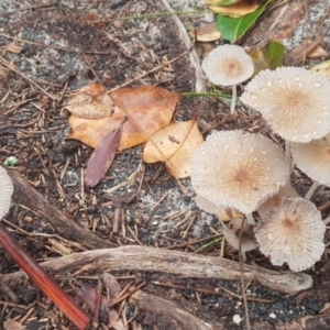 Agarics gilled fungi at Red Head Villages Bushcare - 12 Feb 2020