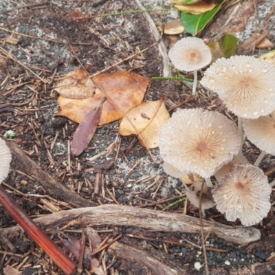 Agarics gilled fungi at Cunjurong Point Walking Track - 11 Feb 2020 by JulieL