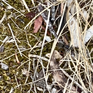 Iridomyrmex sp. (genus) at Weston, ACT - 10 Feb 2020