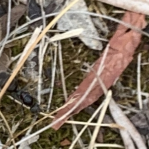 Iridomyrmex sp. (genus) at Weston, ACT - 10 Feb 2020