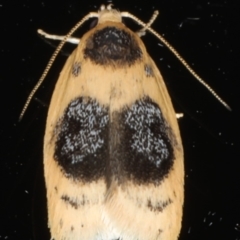 Garrha ocellifera (A concealer moth) at Ainslie, ACT - 10 Feb 2020 by jbromilow50