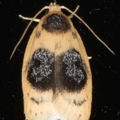 Garrha ocellifera (A concealer moth) at Ainslie, ACT - 10 Feb 2020 by jb2602