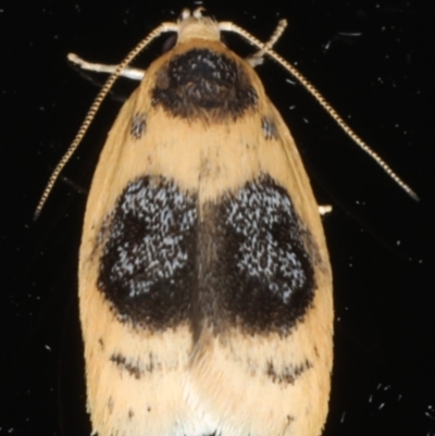 Garrha ocellifera (A concealer moth) at Ainslie, ACT - 10 Feb 2020 by jb2602