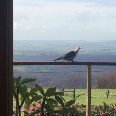 Columba leucomela (White-headed Pigeon) at Pointer Mountain, NSW - 10 Feb 2020 by Vbarclay