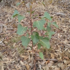 Brachychiton populneus subsp. populneus (Kurrajong) at Dunlop, ACT - 11 Feb 2020 by sangio7