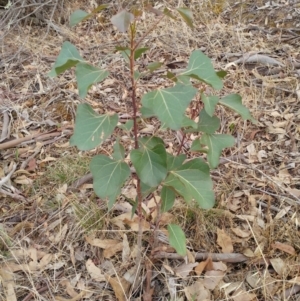 Brachychiton populneus subsp. populneus at Dunlop, ACT - 12 Feb 2020