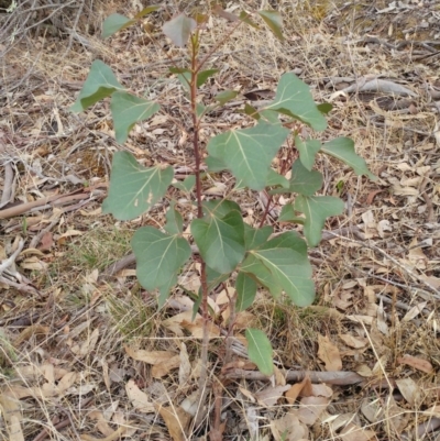 Brachychiton populneus subsp. populneus (Kurrajong) at The Pinnacle - 11 Feb 2020 by sangio7