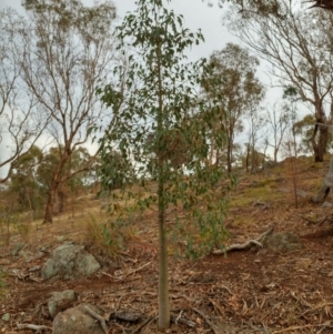 Brachychiton populneus subsp. populneus at Dunlop, ACT - 12 Feb 2020