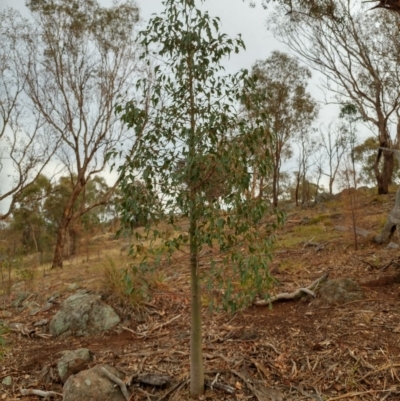 Brachychiton populneus subsp. populneus (Kurrajong) at The Pinnacle - 11 Feb 2020 by sangio7