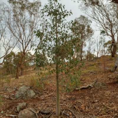 Brachychiton populneus subsp. populneus (Kurrajong) at Dunlop, ACT - 11 Feb 2020 by sangio7