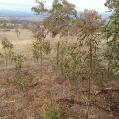 Brachychiton populneus subsp. populneus (Kurrajong) at The Pinnacle - 11 Feb 2020 by sangio7