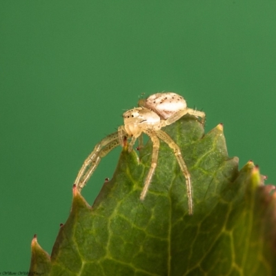 Australomisidia sp. (genus) (Flower spider) at Macgregor, ACT - 10 Feb 2020 by Roger