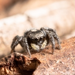 Salpesia (genus) (Salpesia Jumping Spider) at Dunlop, ACT - 11 Feb 2020 by Roger