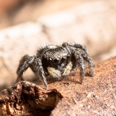 Salpesia (genus) (Salpesia Jumping Spider) at Dunlop, ACT - 11 Feb 2020 by Roger