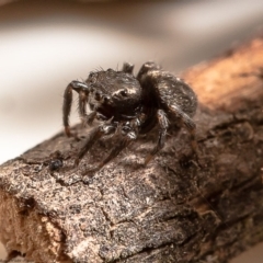 Unidentified Spider (Araneae) at Strathnairn, ACT - 11 Feb 2020 by Roger