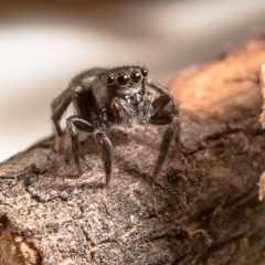 Salticidae (family) at Strathnairn, ACT - 11 Feb 2020