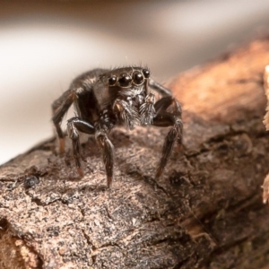 Salticidae (family) at Strathnairn, ACT - 11 Feb 2020