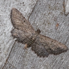 Psilosticha pristis (Little Brown Bark Moth) at Black Mountain - 11 Dec 2017 by Thommo17