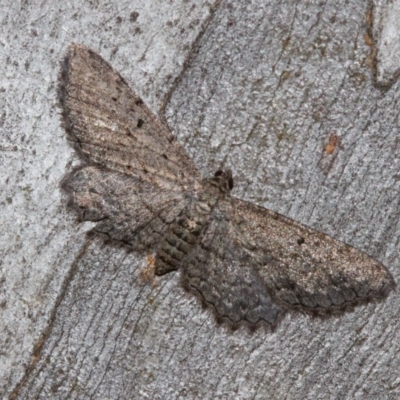 Psilosticha pristis (Little Brown Bark Moth) at Black Mountain - 11 Dec 2017 by Thommo17