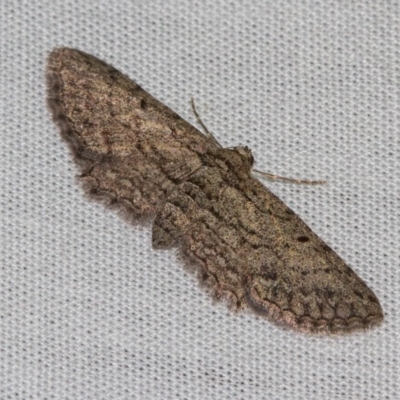 Psilosticha pristis (Little Brown Bark Moth) at Black Mountain - 24 Jan 2018 by Thommo17