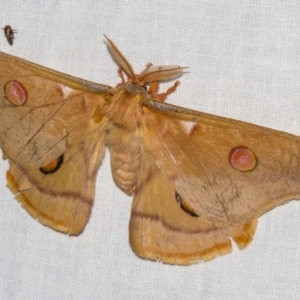 Opodiphthera eucalypti at Hackett, ACT - 11 Dec 2017