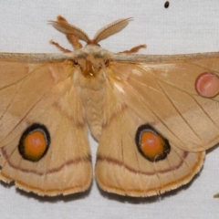 Opodiphthera eucalypti (Emperor Gum Moth) at Hackett, ACT - 24 Jan 2018 by Thommo17