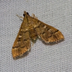 Nacoleia rhoeoalis (Spilomelinae) at Hackett, ACT - 24 Jan 2018 by Thommo17