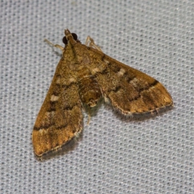 Nacoleia rhoeoalis (A Crambid moth (Spilomelinae) at Hackett, ACT - 24 Jan 2018 by Thommo17