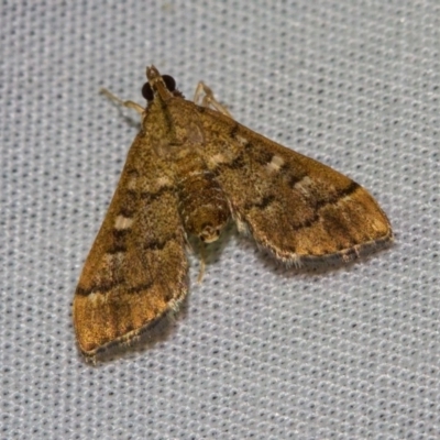 Nacoleia rhoeoalis (Spilomelinae) at Black Mountain - 24 Jan 2018 by Thommo17