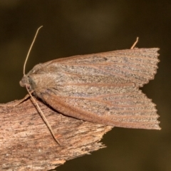 Paralaea porphyrinaria (Chestnut Vein Crest Moth) at Tidbinbilla Nature Reserve - 18 May 2018 by Thommo17