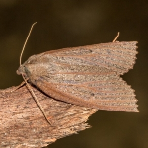 Paralaea porphyrinaria at Paddys River, ACT - 18 May 2018