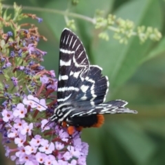 Comocrus behri (Mistletoe Day Moth) at Quaama, NSW - 12 Feb 2020 by FionaG