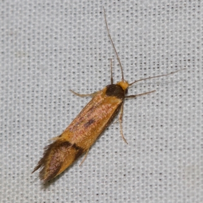 Isomoralla pyrrhoptera (A concealer moth) at Black Mountain - 24 Jan 2018 by Thommo17