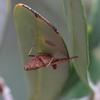 Endotricha ignealis (A Pyralid moth (Endotrichinae)) at North Narooma, NSW - 11 Feb 2020 by FionaG