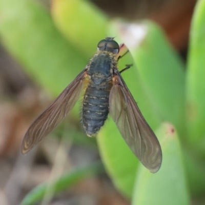 Comptosia sp. (genus) (Unidentified Comptosia bee fly) at North Narooma, NSW - 11 Feb 2020 by FionaG