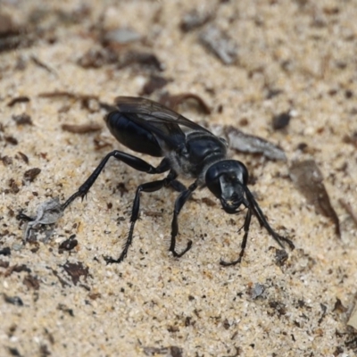 Sphecidae or Crabronidae (families) (Unidentified sand wasp) at North Narooma, NSW - 11 Feb 2020 by FionaG
