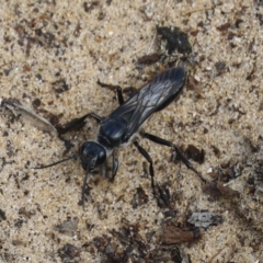 Sphecidae or Crabronidae (families) at North Narooma, NSW - 12 Feb 2020