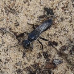 Sphecidae or Crabronidae (families) at North Narooma, NSW - 12 Feb 2020 09:00 AM