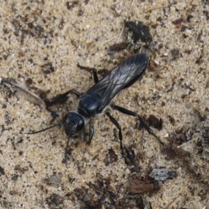 Sphecidae or Crabronidae (families) at North Narooma, NSW - 12 Feb 2020